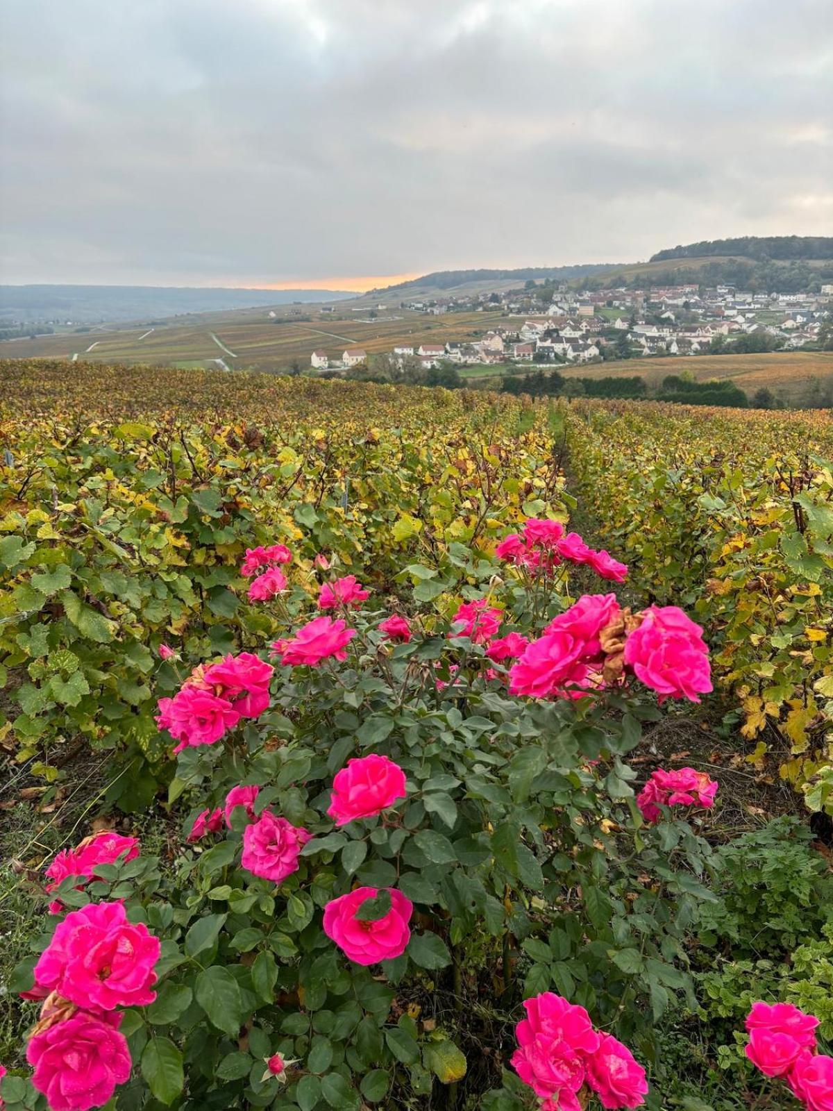 La Galipette, Charmant Chalet En Champagne Fleury-la-Riviere Esterno foto
